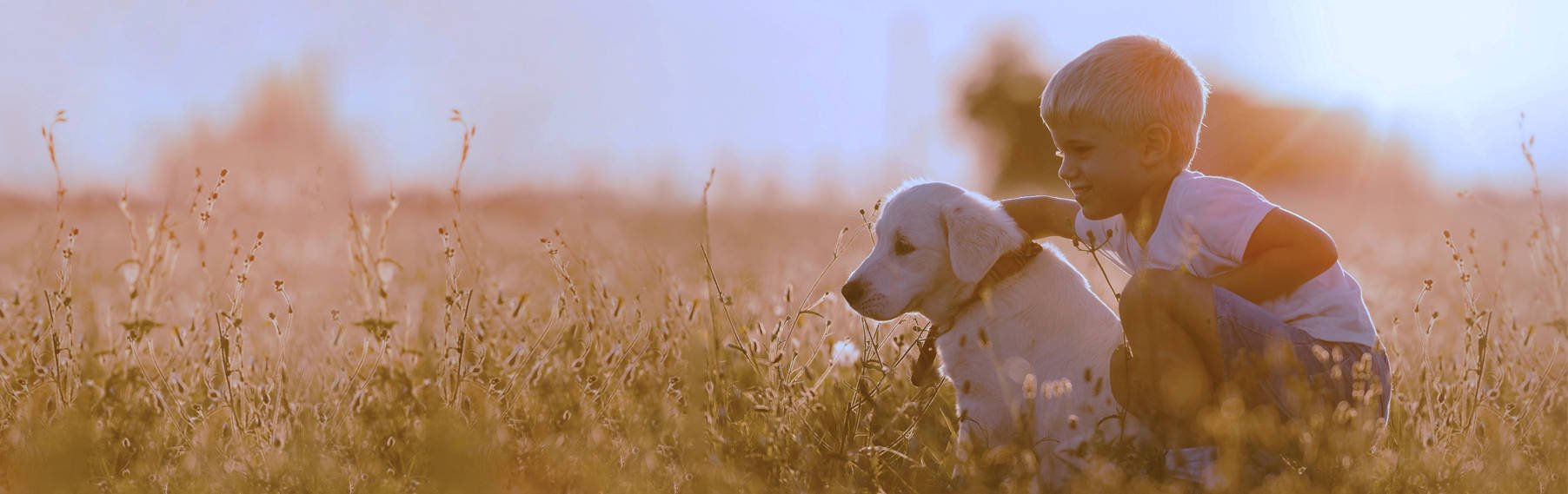 Puppies for Sale Arizona  banner