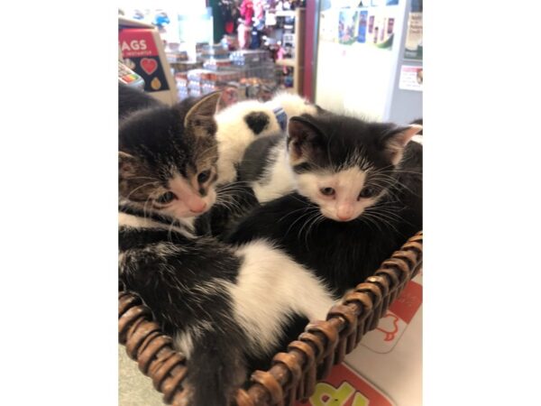 Domestic Short Hair-CAT-Female--19-Petland Scottsdale, Arizona