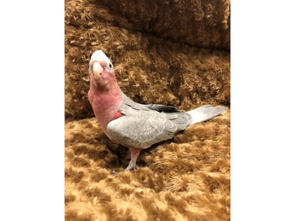 Rose Breasted Cockatoo-BIRD-Male-Grey-19221-Petland Scottsdale, Arizona