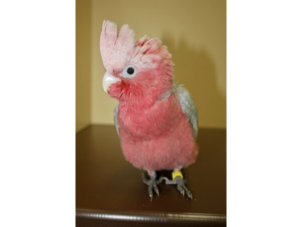 Rose Breasted Cockatoo-BIRD-Male-Grey-20487-Petland Scottsdale, Arizona