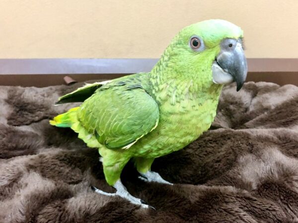 Yellow Naped Amazon-BIRD-Female-Green-20485-Petland Scottsdale, Arizona