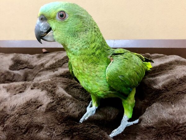 Yellow Naped Amazon/Blue Fronted Amazon-BIRD-Male-Green-20486-Petland Scottsdale, Arizona