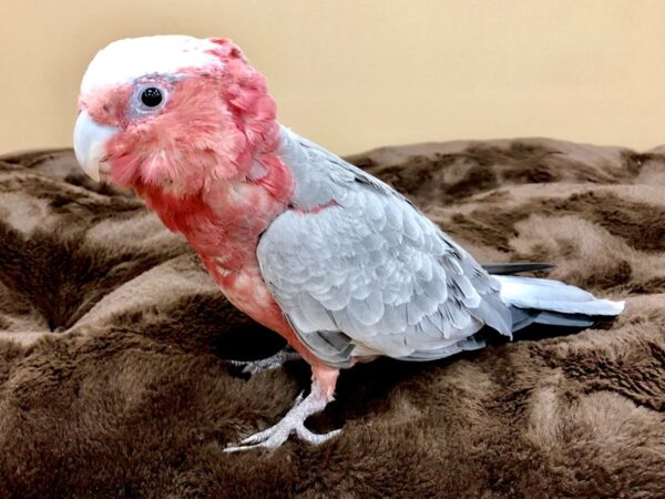 Rose Breasted Cockatoo-BIRD-Female-Gray-20488-Petland Scottsdale, Arizona