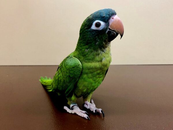 BLUE CROWN CONURE-BIRD-Male-Green-20847-Petland Scottsdale, Arizona