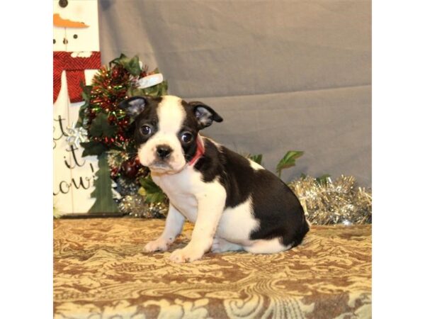 Boston Terrier-DOG-Male-Black / White-21257-Petland Scottsdale, Arizona