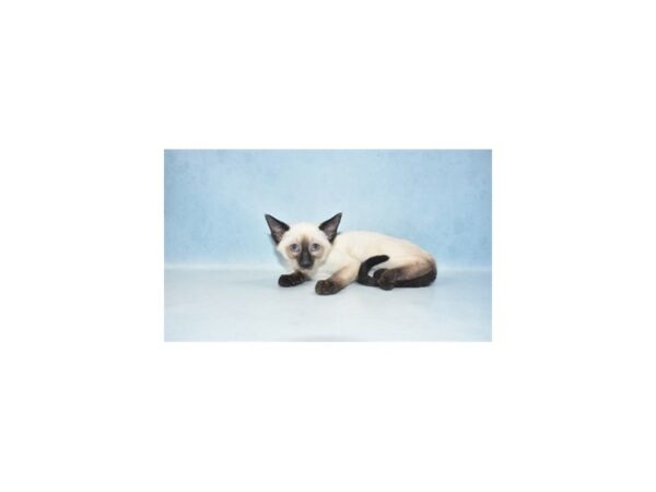 Siamese-CAT-Male-Seal Point-21229-Petland Scottsdale, Arizona