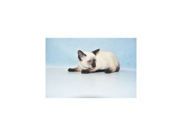 Siamese-CAT-Female-Seal Point-21230-Petland Scottsdale, Arizona