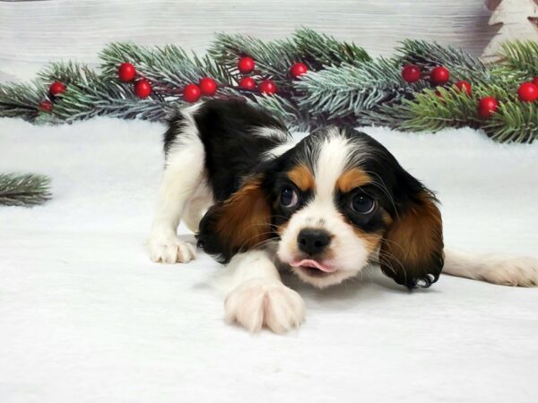 Cavalier King Charles Spaniel-DOG-Male-Black and White-21245-Petland Scottsdale, Arizona