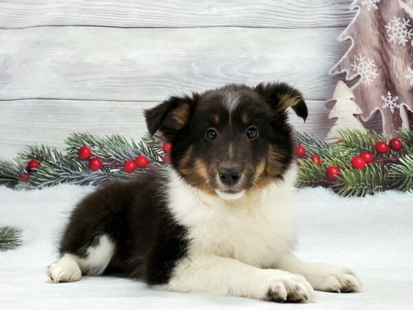 Shetland Sheepdog-DOG-Female-Black White and Tan-21231-Petland Scottsdale, Arizona