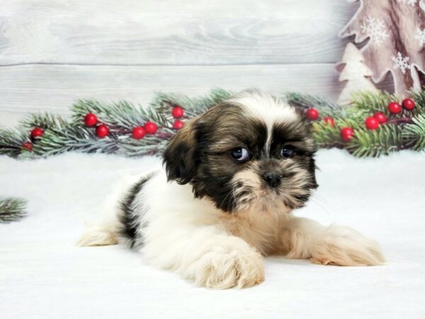 Shih Tzu-DOG-Female-Brindle and White-21235-Petland Scottsdale, Arizona