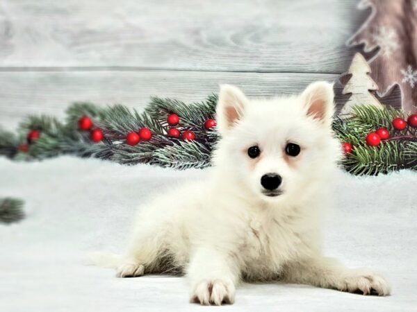 American Eskimo Dog-DOG-Female-White-21253-Petland Scottsdale, Arizona