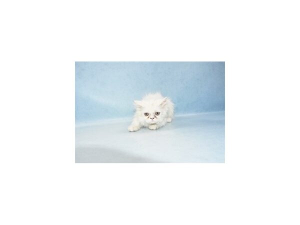 Persian-CAT-Female-White-21291-Petland Scottsdale, Arizona