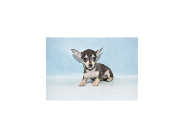 Chihuahua-DOG-Female-Black and Tan-21278-Petland Scottsdale, Arizona