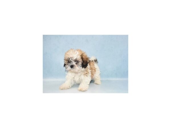 Bichon Frise/Shih Tzu-DOG-Female-Gold and White-21296-Petland Scottsdale, Arizona