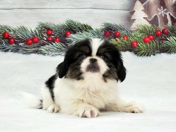 Pekingese-DOG-Male-White Black / Tan-21303-Petland Scottsdale, Arizona