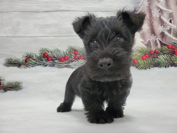 Scottish Terrier-DOG-Male-Black Brindle-21306-Petland Scottsdale, Arizona