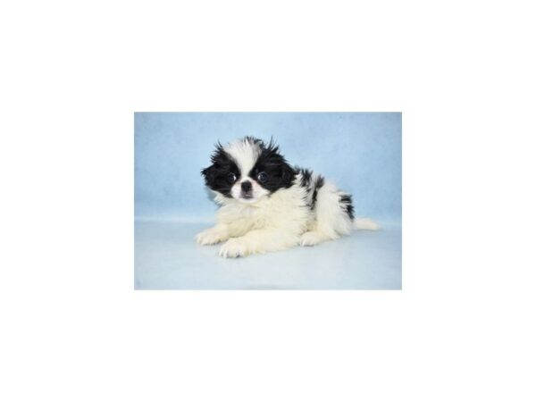 Japanese Chin-DOG-Female-Black and White-21321-Petland Scottsdale, Arizona