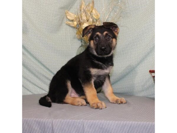 German Shepherd Dog-DOG-Male-Black / Tan-21341-Petland Scottsdale, Arizona