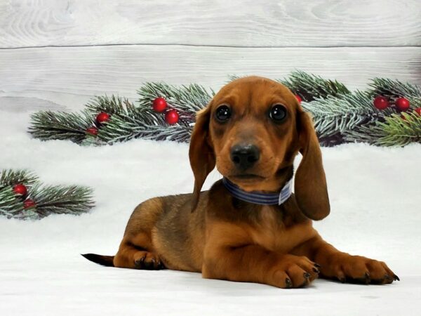Dachshund-DOG-Male-Red-21331-Petland Scottsdale, Arizona