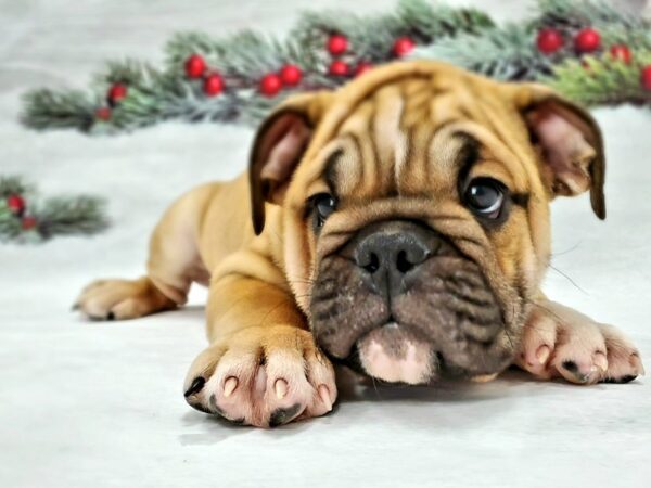 English Bulldog-DOG-Male-Red and White-21328-Petland Scottsdale, Arizona