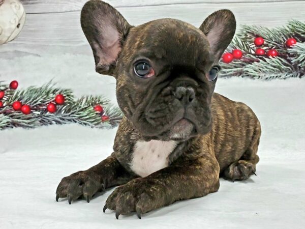 French Bulldog-DOG-Male-Brindle-21325-Petland Scottsdale, Arizona
