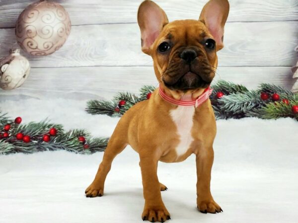 French Bulldog-DOG-Female-Red-21326-Petland Scottsdale, Arizona