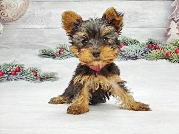 Yorkshire Terrier-DOG-Female-Black / Tan-21337-Petland Scottsdale, Arizona