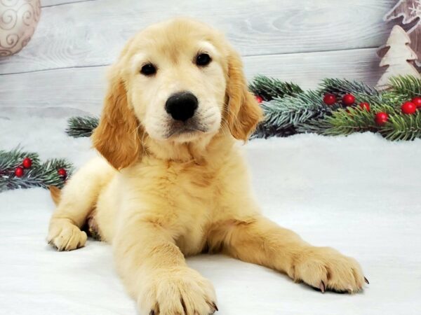 Golden Retriever-DOG-Male-Golden-21345-Petland Scottsdale, Arizona
