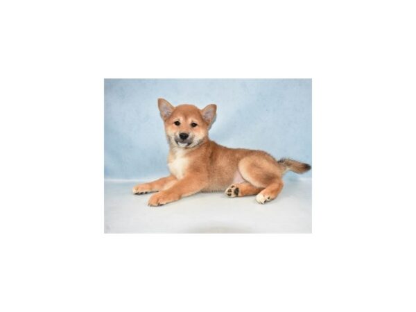 Shiba Inu-DOG-Female-Red Sesame-21357-Petland Scottsdale, Arizona