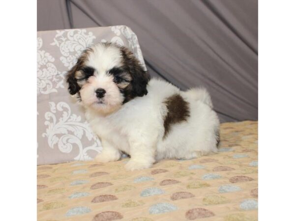Bichon Frise/Shih Tzu-DOG-Female-White / Gold-21383-Petland Scottsdale, Arizona