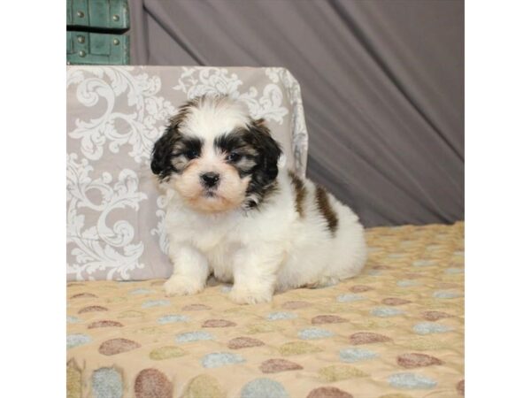Bichon Frise/Shih Tzu-DOG-Male-White / Gold-21384-Petland Scottsdale, Arizona