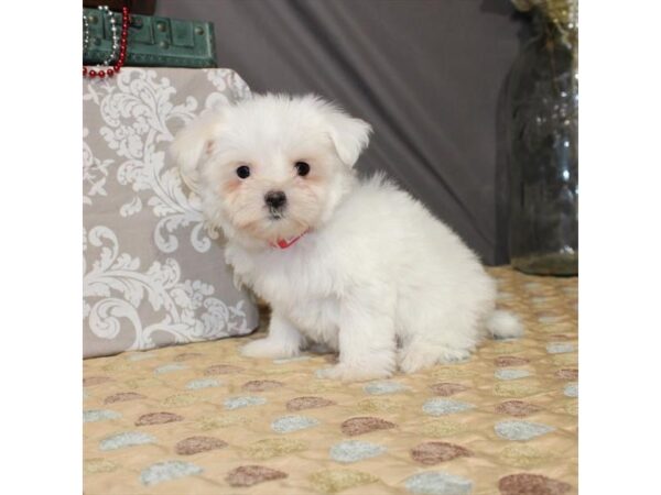 Maltese-DOG-Female-White-21370-Petland Scottsdale, Arizona