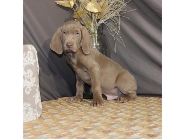 Weimaraner-DOG-Male-Silver Gray-21376-Petland Scottsdale, Arizona