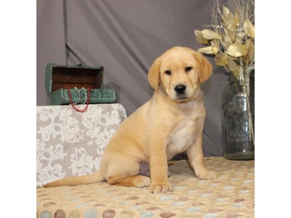 Labrador Retriever-DOG-Male-Yellow-21368-Petland Scottsdale, Arizona