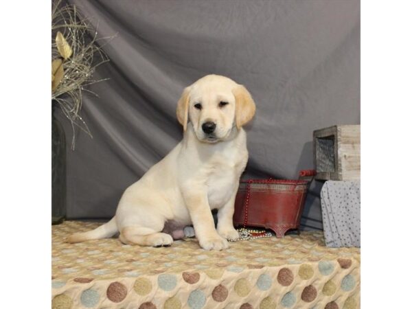 Labrador Retriever-DOG-Male-Yellow-21369-Petland Scottsdale, Arizona
