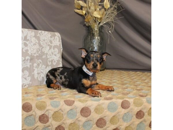 Dachshund/Miniature Pinscher-DOG-Male-Black / Tan-21382-Petland Scottsdale, Arizona