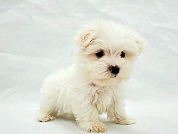Maltese-DOG-Female-White-21360-Petland Scottsdale, Arizona