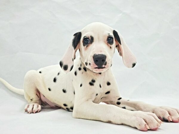 Dalmatian-DOG-Male-White and Black-21361-Petland Scottsdale, Arizona