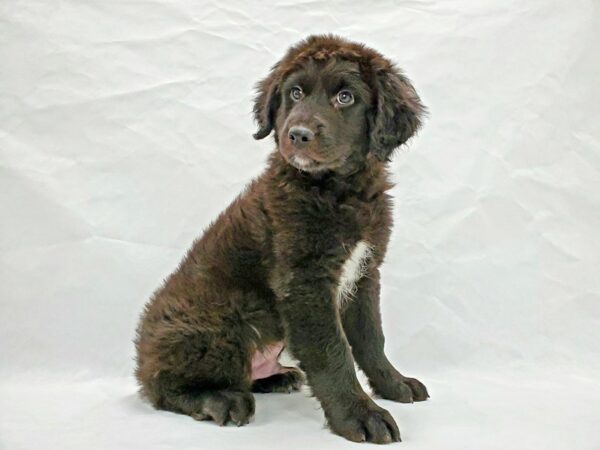 Australian Shepherd/Poodle-DOG-Male-Black-21353-Petland Scottsdale, Arizona