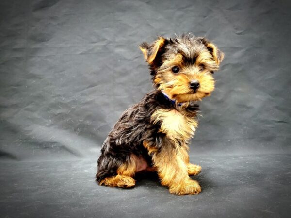 Yorkshire Terrier-DOG-Male-Black and Tan-21356-Petland Scottsdale, Arizona