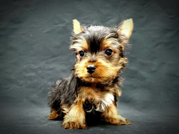 Yorkshire Terrier-DOG-Male-Black / Tan-21378-Petland Scottsdale, Arizona
