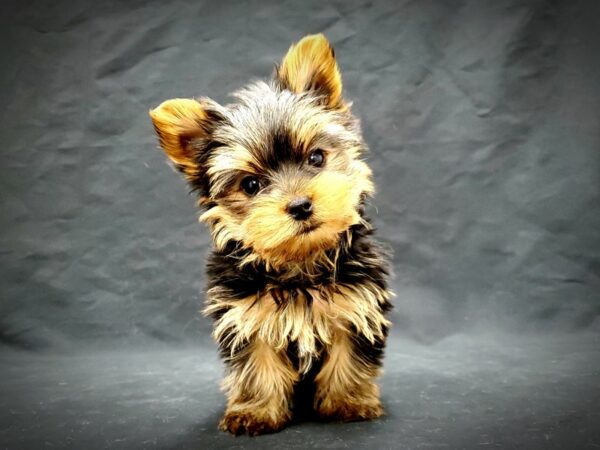 Yorkshire Terrier-DOG-Male-Black / Tan-21377-Petland Scottsdale, Arizona