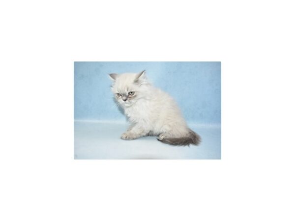 Persian-CAT-Male-Blue-21397-Petland Scottsdale, Arizona