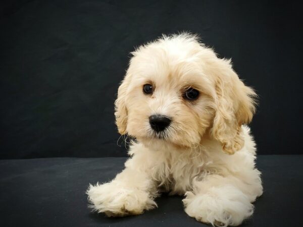 Bichon Frise/Cavalier King Charles Spaniel-DOG-Male-Cream-21398-Petland Scottsdale, Arizona