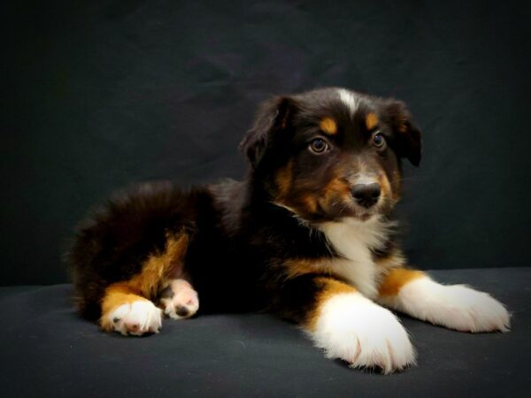 Australian Shepherd-DOG-Male-Black and White-21390-Petland Scottsdale, Arizona