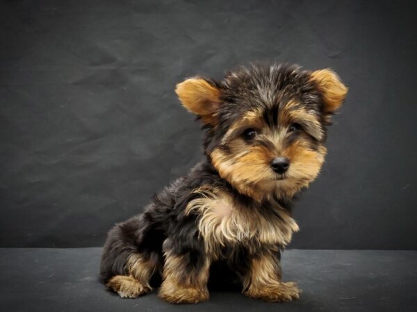 Yorkshire Terrier-DOG-Female-Black and Tan-21396-Petland Scottsdale, Arizona