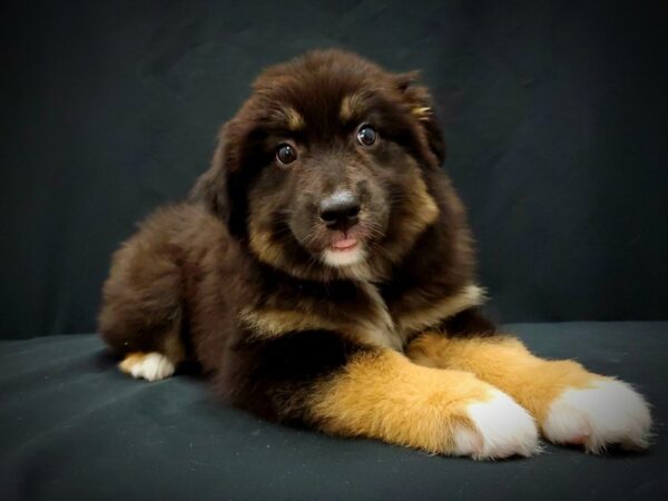 Australian Shepherd-DOG-Female-Black and White-21391-Petland Scottsdale, Arizona