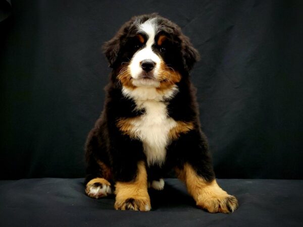 Bernese Mountain Dog-DOG-Male-Black Rust and White-21393-Petland Scottsdale, Arizona