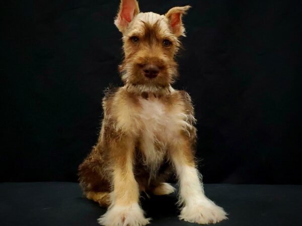 Miniature Schnauzer-DOG-Male-Liver and Pepper-21395-Petland Scottsdale, Arizona
