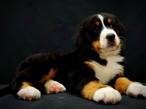 Bernese Mountain Dog-DOG-Female-Black Rust and White-21392-Petland Scottsdale, Arizona